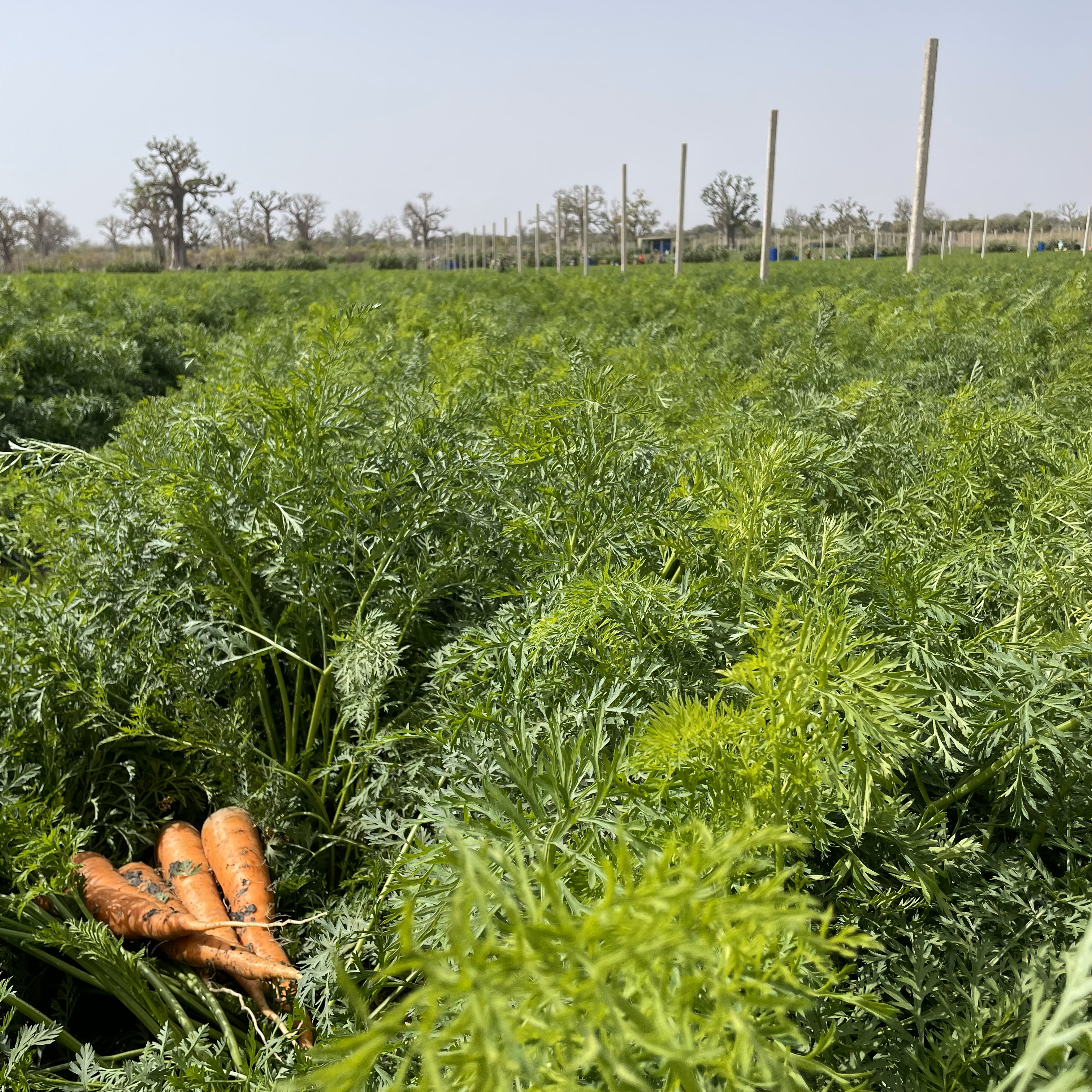 Carottes QFS