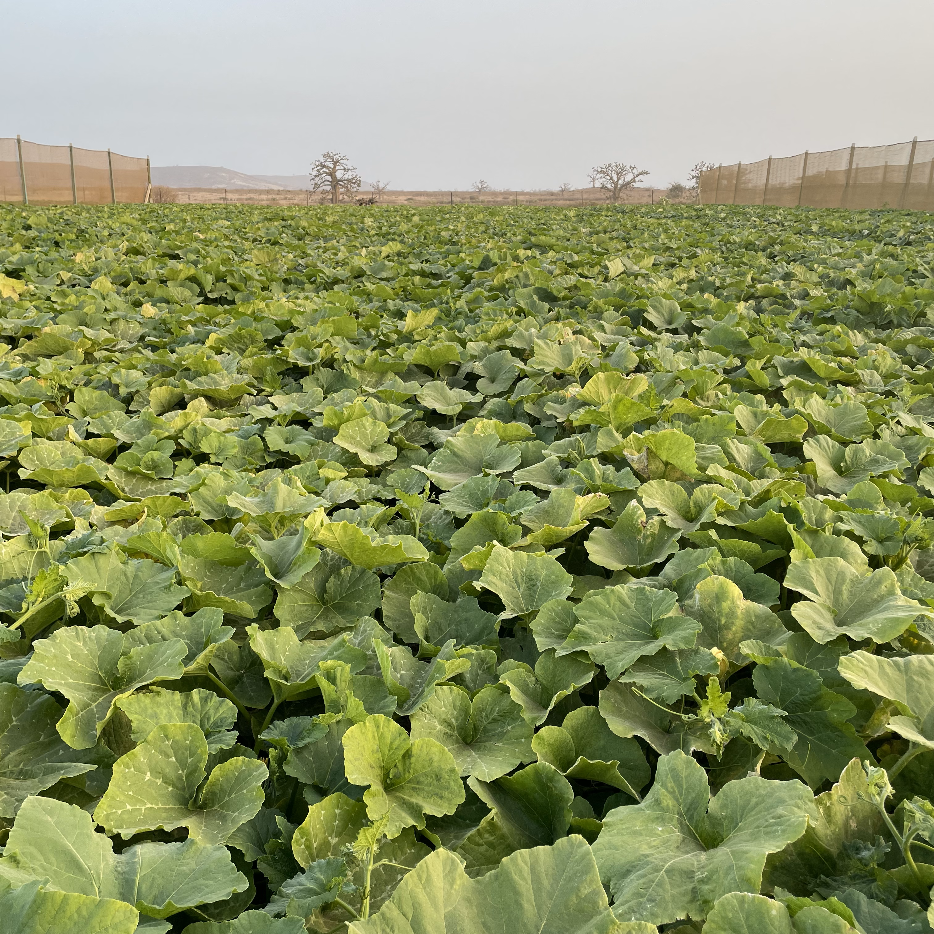 Courge QFS