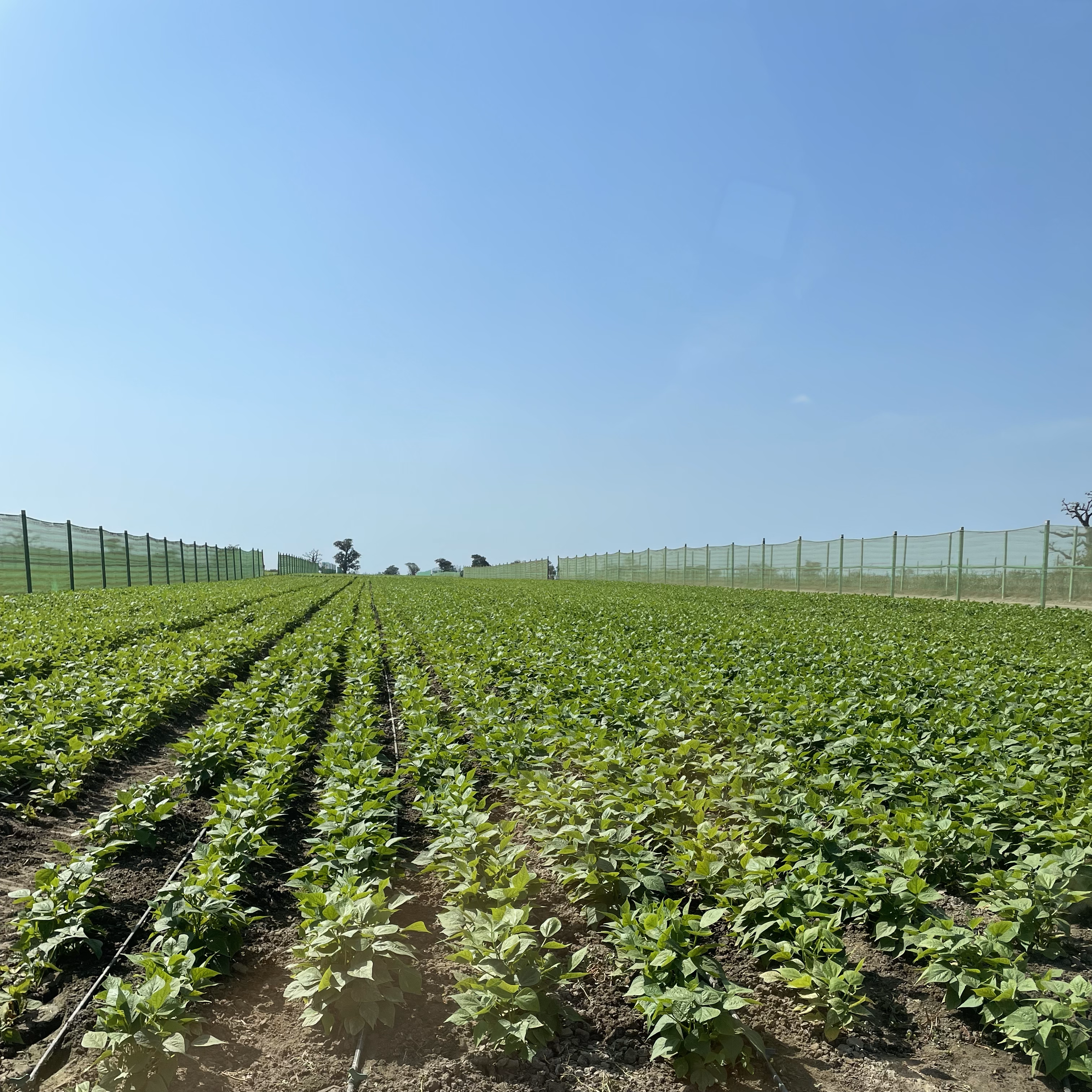 Haricot vert QFS