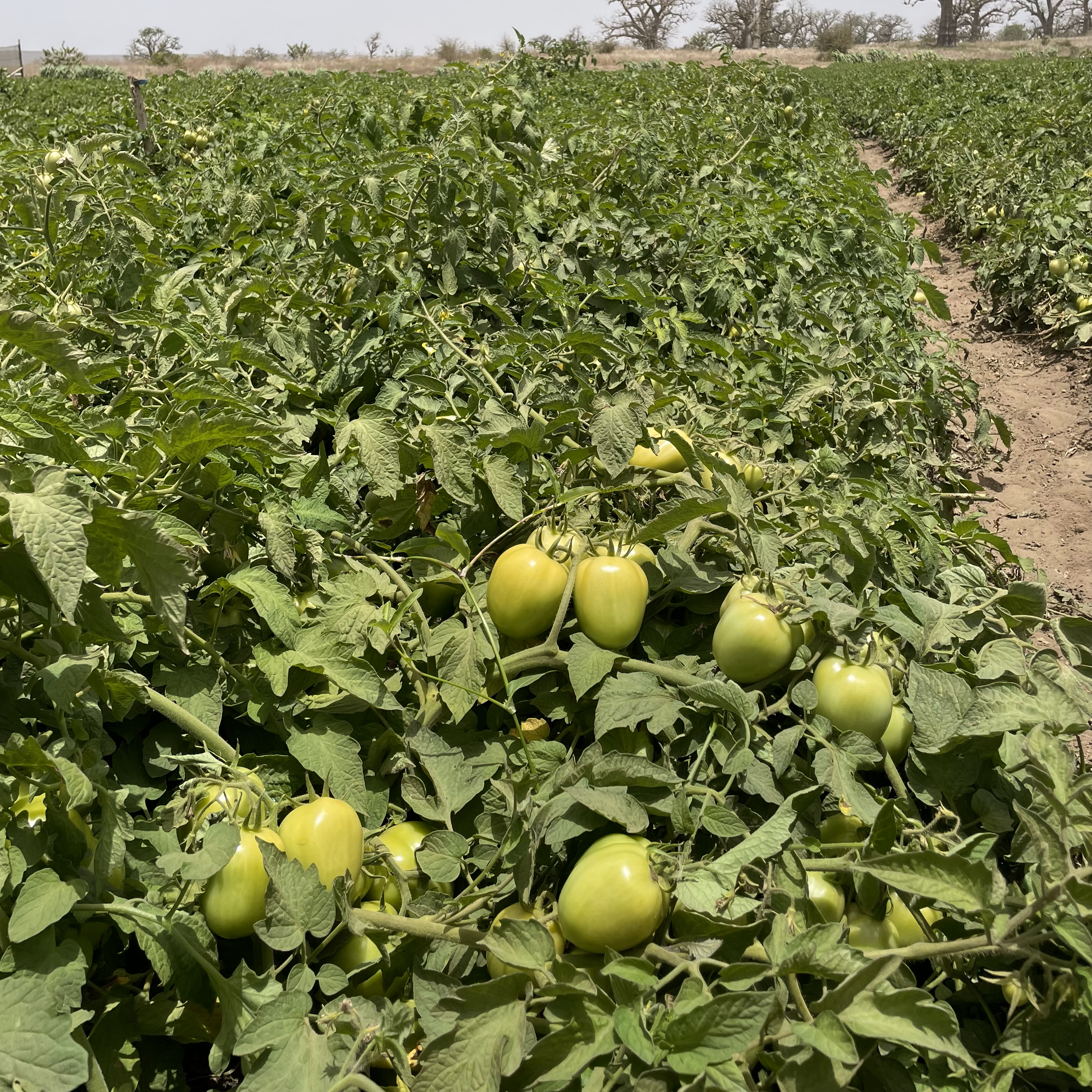 Tomate QFS
